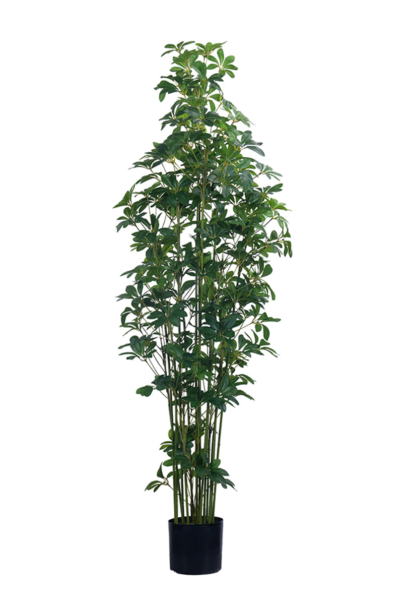Schefflera F: Artificial Schefflera Octophylla Tree with Dark Lush Foliage
