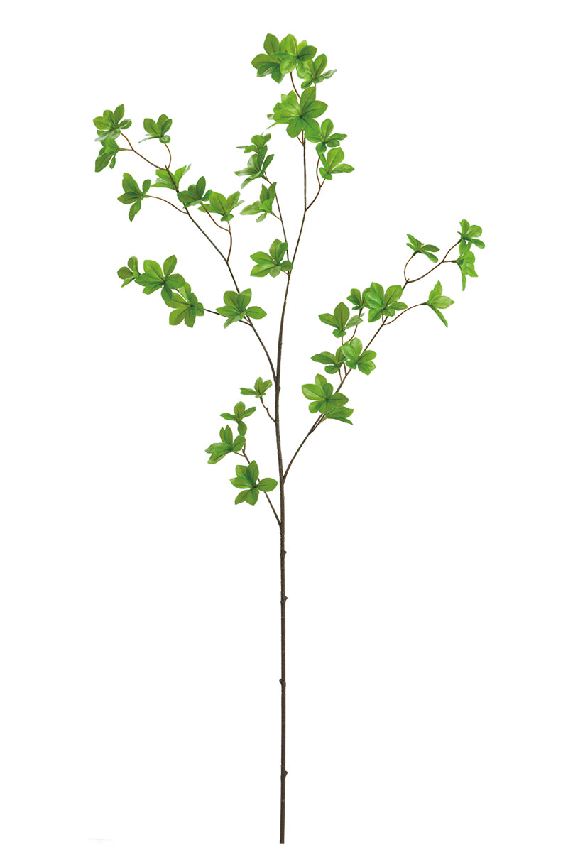Single Branch for Vases Olive/ Japonica Pieris/ Enkianthus