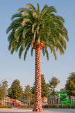 Large‑Scale Custom Artificial Coconut Palm