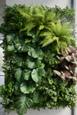 Jardin Vertical/ Murs Végétalisés