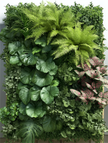 Vertical Garden/ Green Walls
