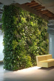 Jardin Vertical/ Murs Végétalisés