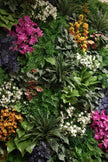 Jardin Vertical/ Murs Végétalisés