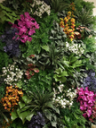 Vertical Garden/ Green Walls