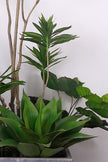 Mixed Plant Arrangements in Planters