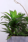 Mixed Plant Arrangements in Planters
