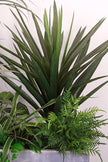 Mixed Plant Arrangements in Planters